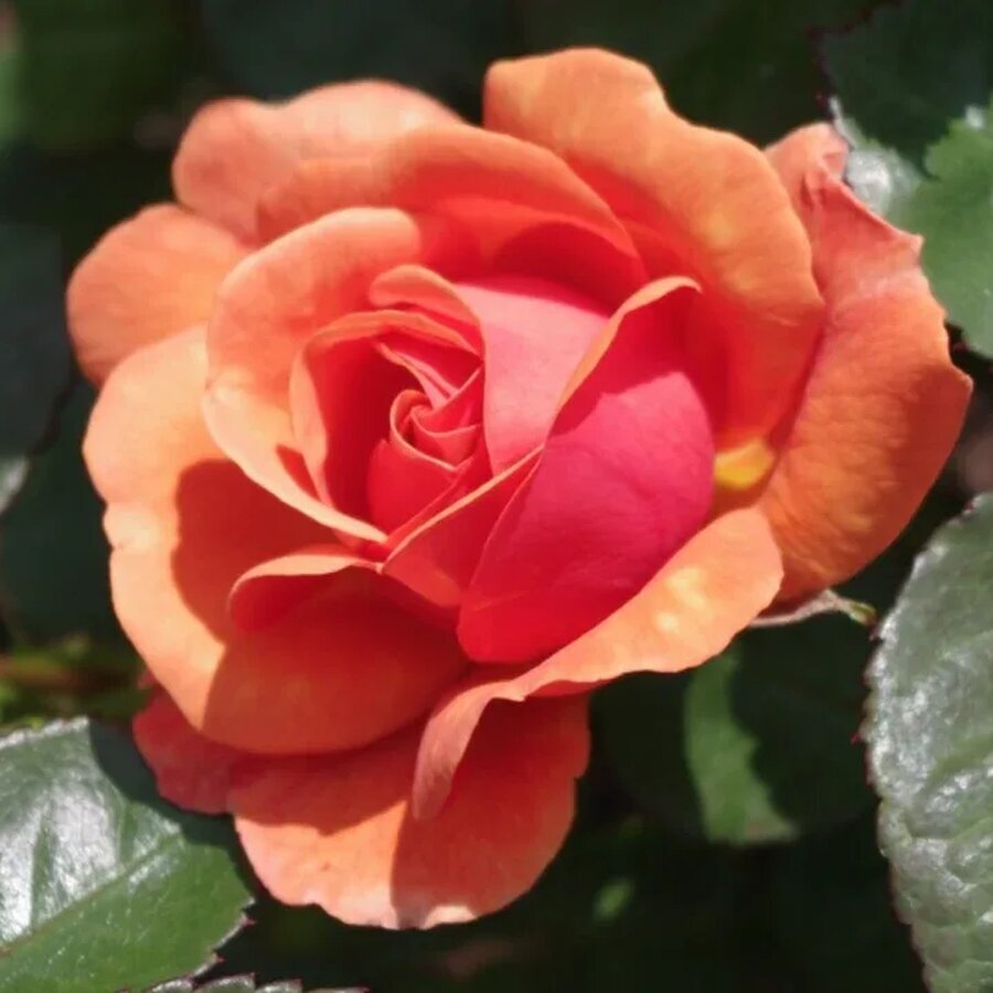 hoa hong easy does it rose1 67413b28d3d7f