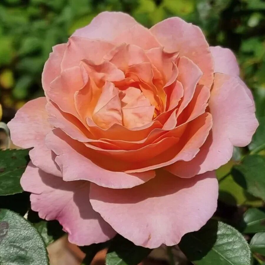 hoa hong elle rose1 6734771dd4e1d