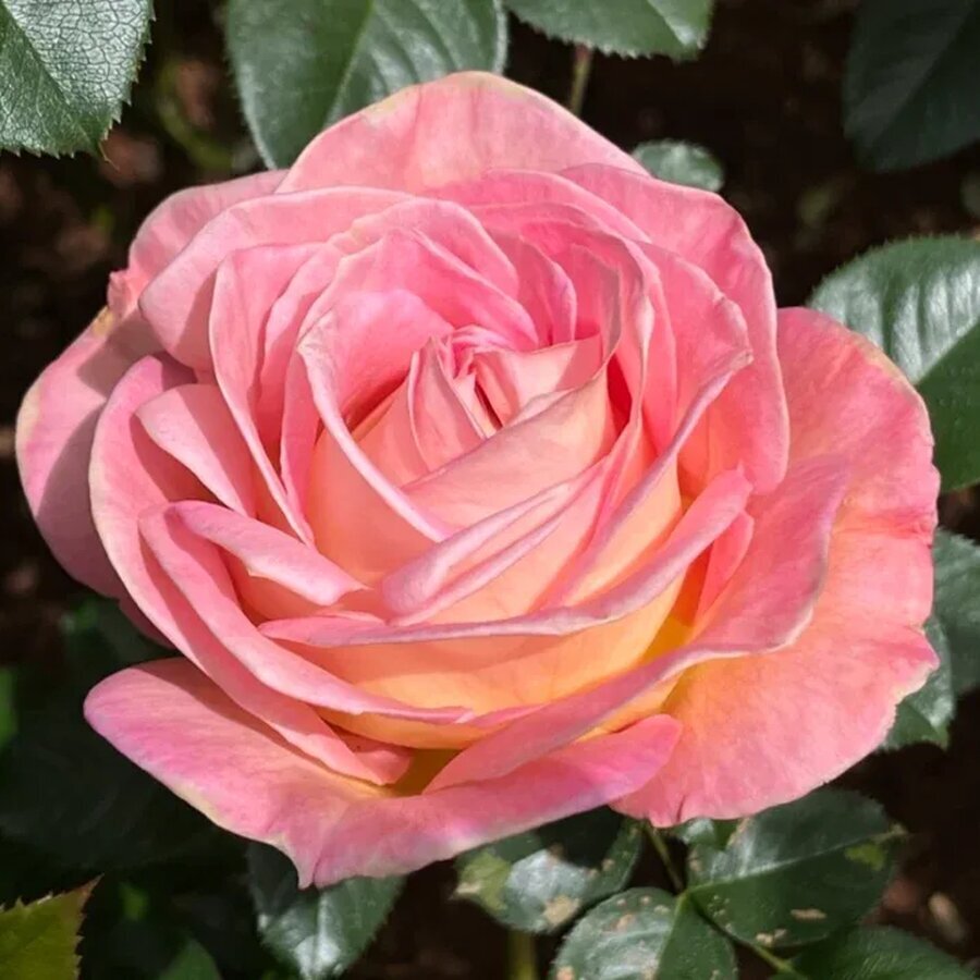 hoa hong elle rose4 6734772704593
