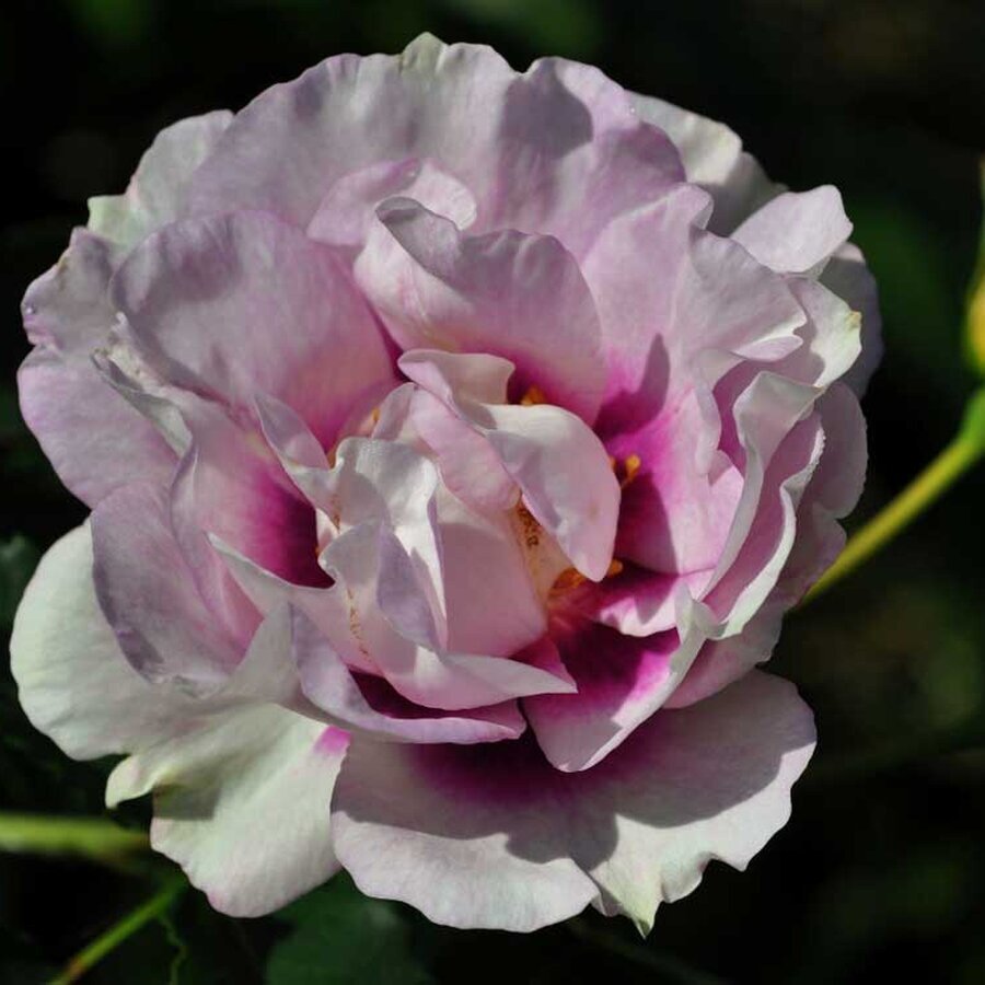 hoa hong eyes for you rose 7