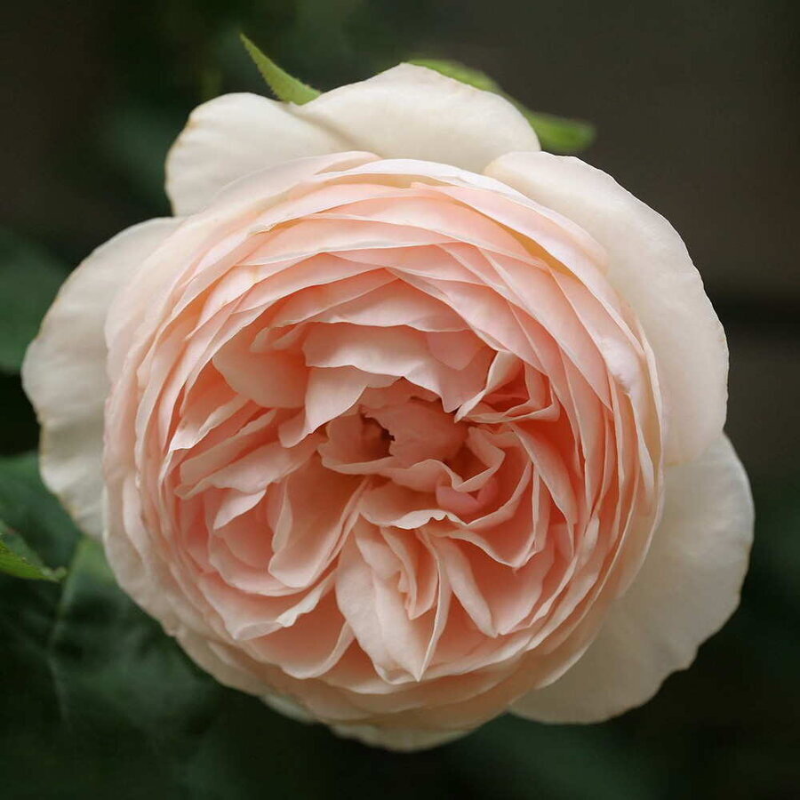 hoa hong heritage rose 1