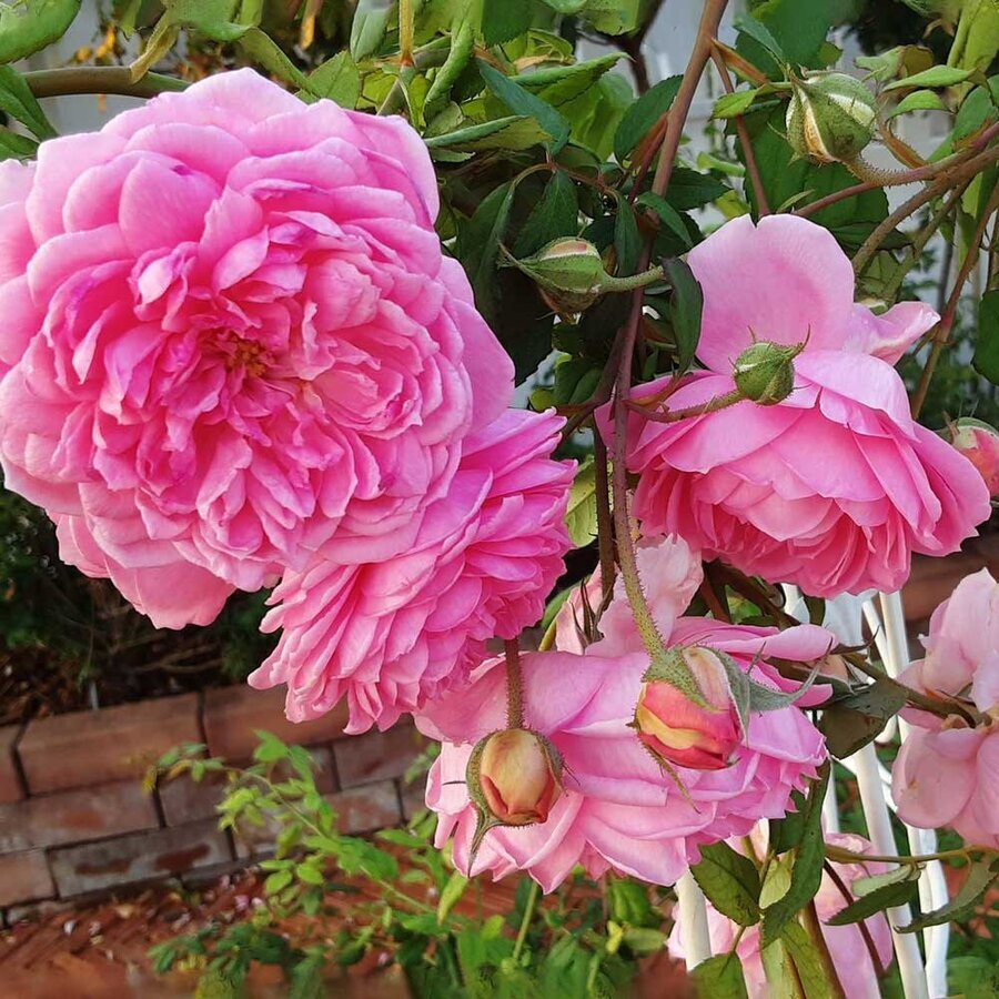 hoa hong huntington rose 9