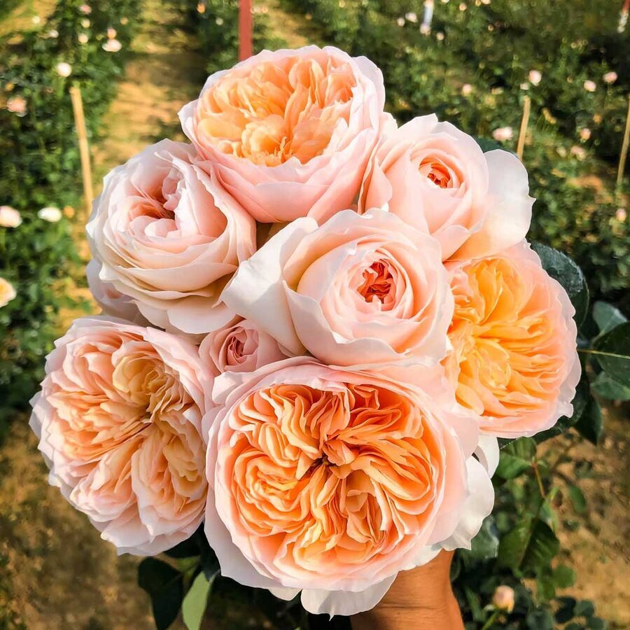 hoa hong juliet rose 1