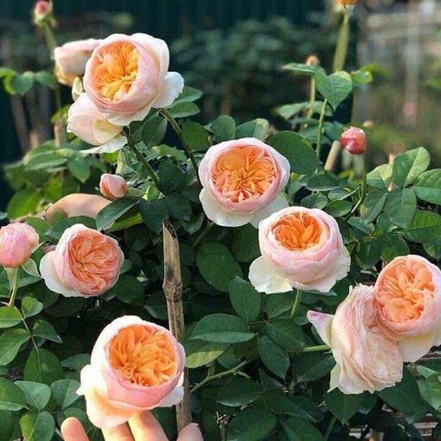 hoa hong juliet rose 4