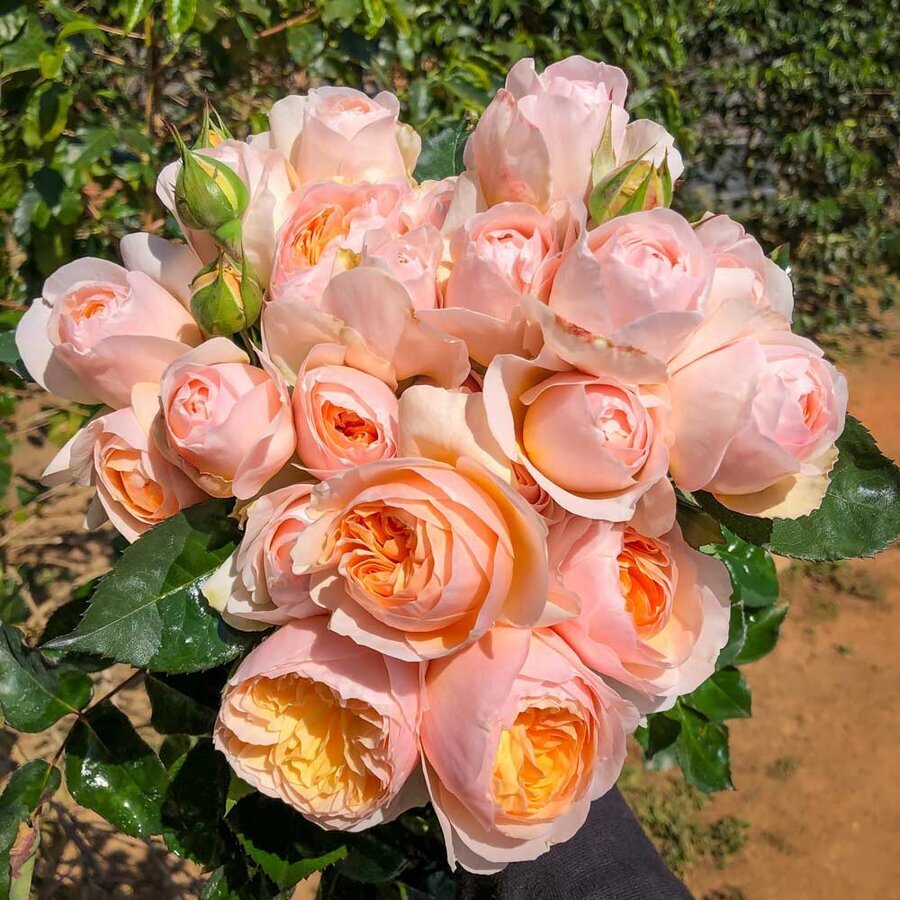 hoa hong juliet rose 8