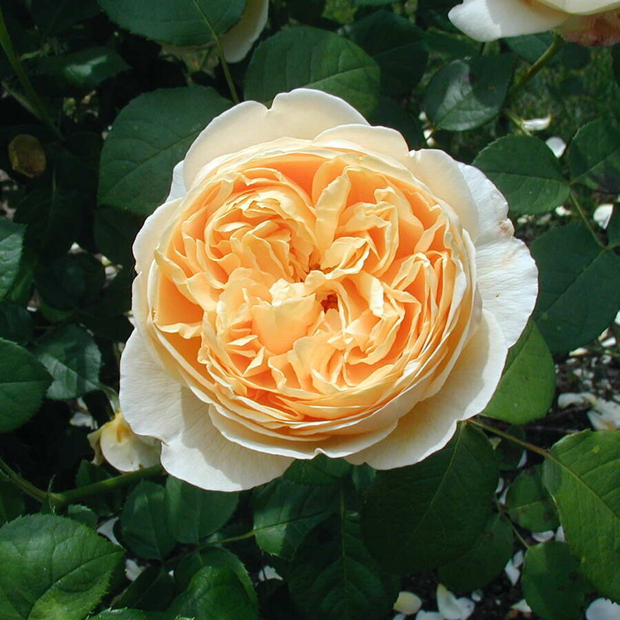 hoa hong juliet rose