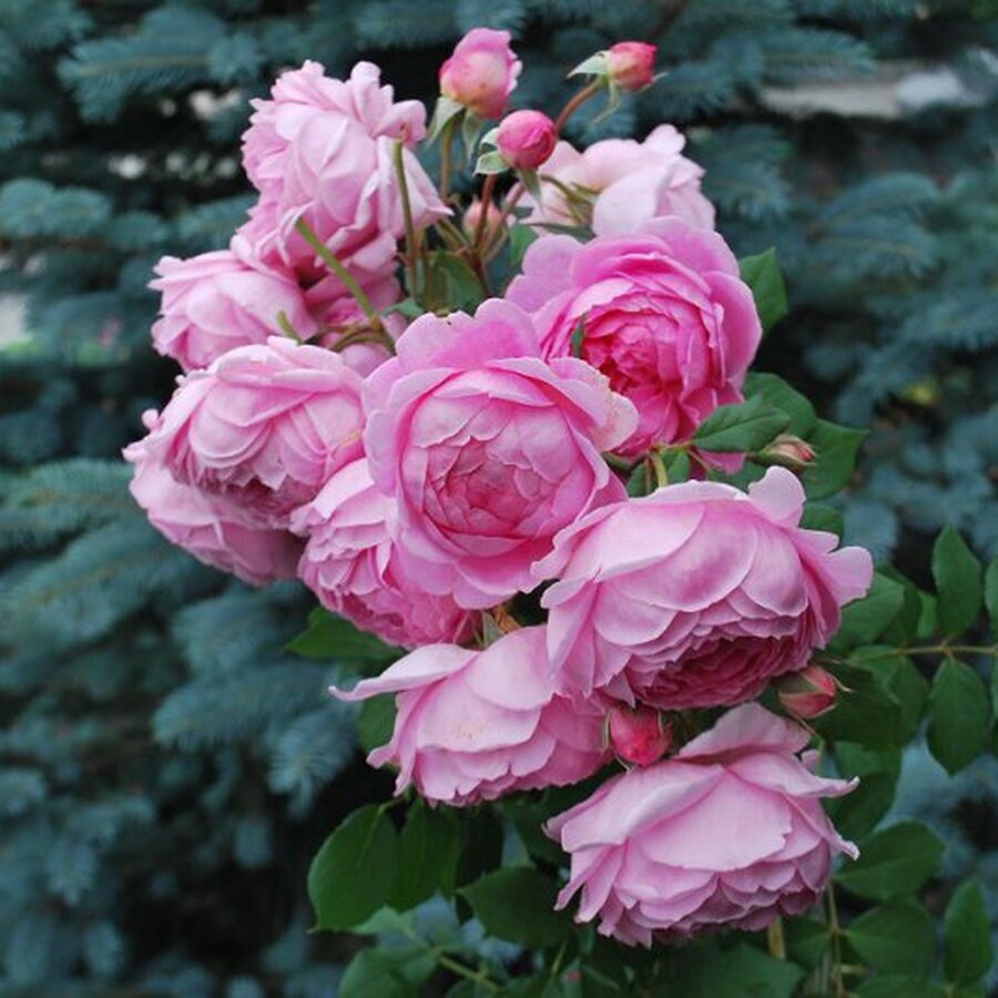 hoa hong leo huntington rose2