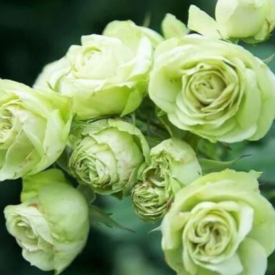 hoa hong lovely green rose