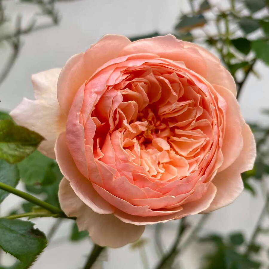 hoa hong masora rose 1