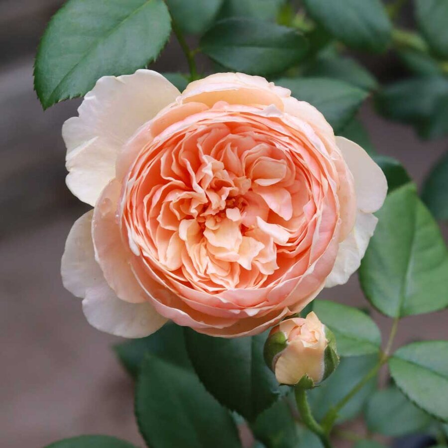 hoa hong masora rose 7