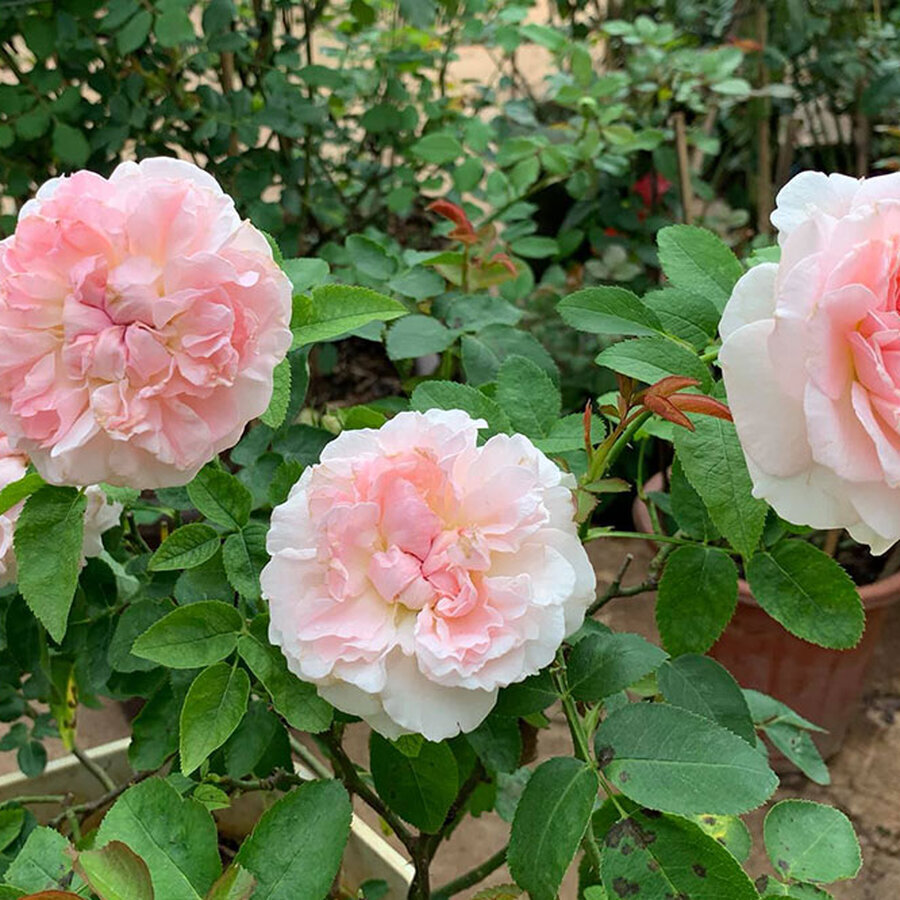 hoa hong miranda rose 5 1