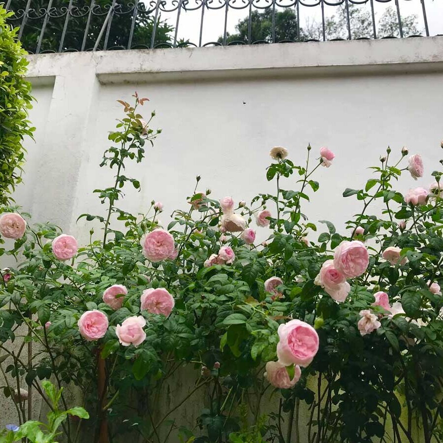 hoa hong mon coeur rose nhat ban 10