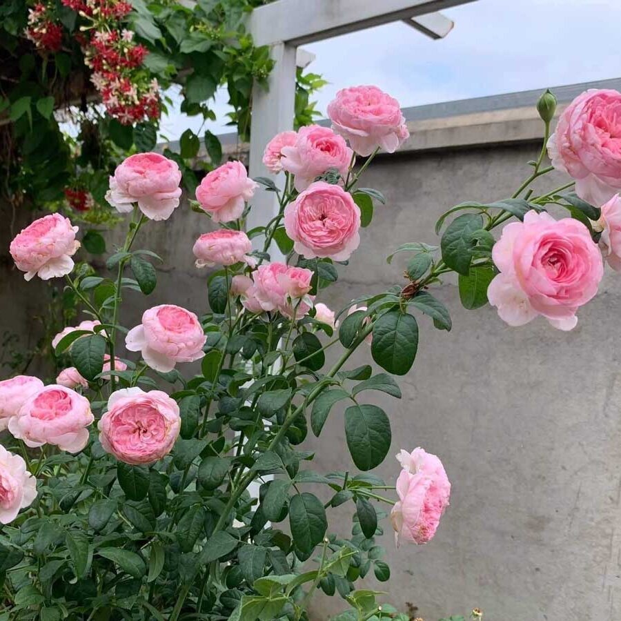hoa hong mon coeur rose nhat ban 6