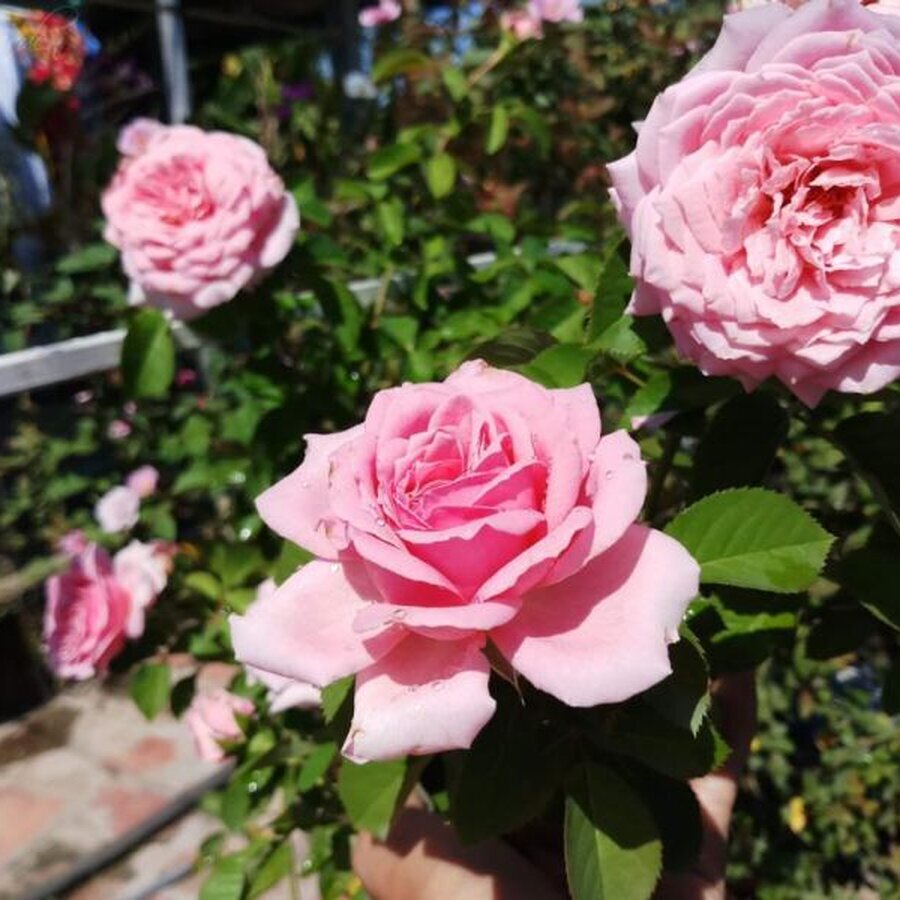 hoa hong ngoai bienvenue rose hoa hong phap 1 vuonhongvanloan 1