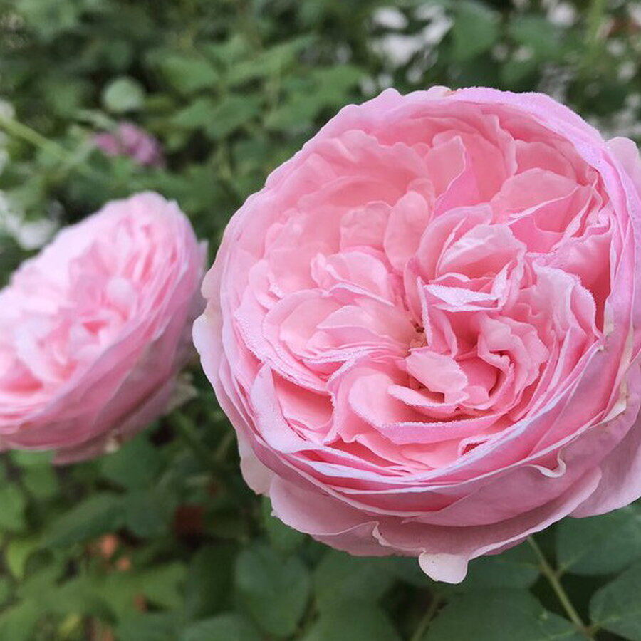hoa hong ngoai carey rose