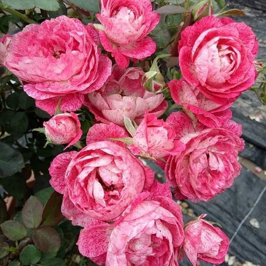 hoa hong ngoai lady candle kivibara com