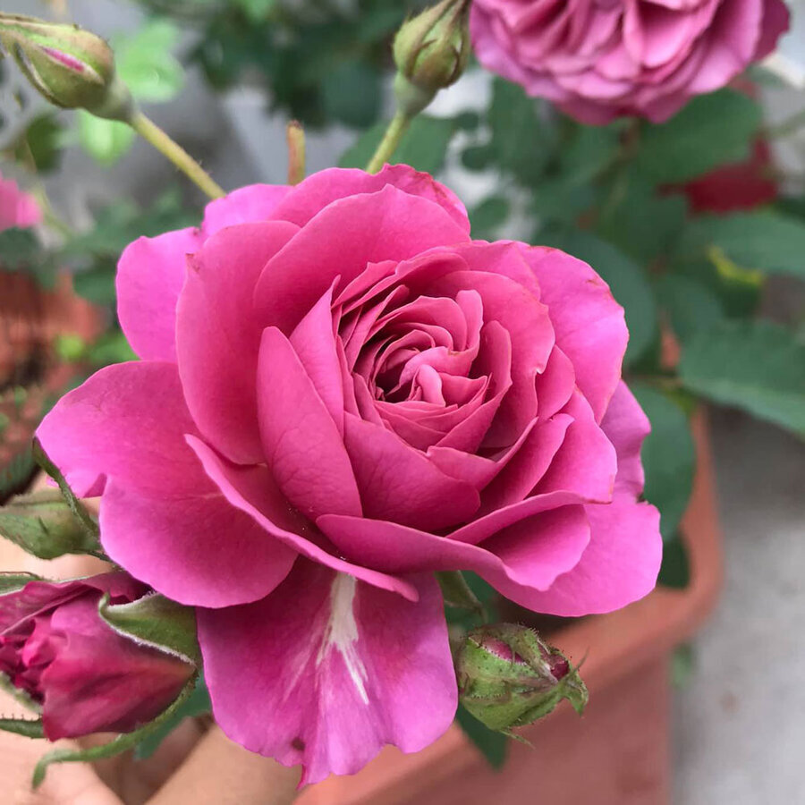 hoa hong nhat aoi rose 1
