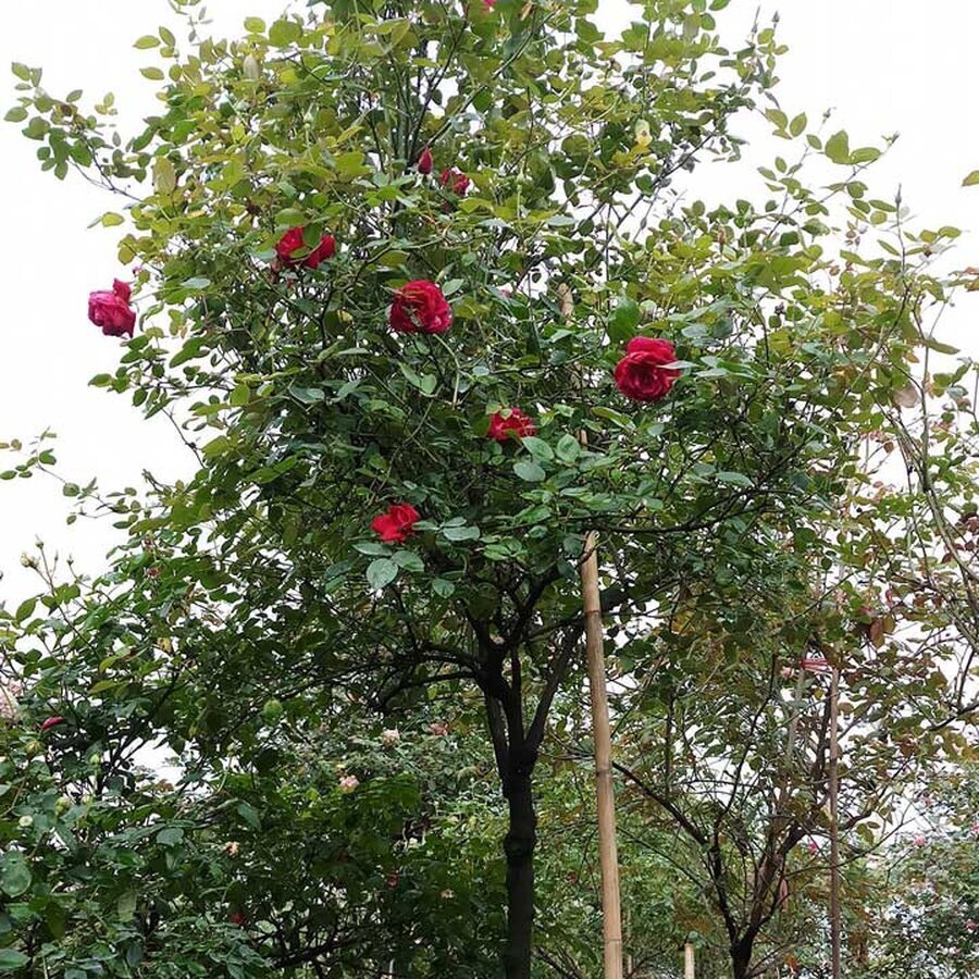 hoa hong nhung co 9
