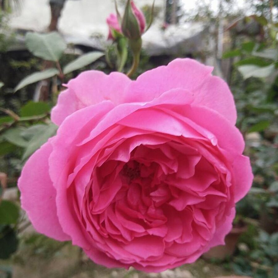 hoa hong parade rose hoahongsaigon 01