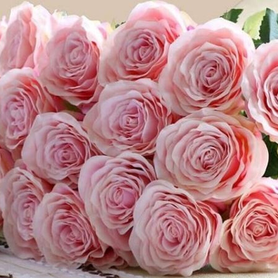 hoa hong phan y nghia cach trong va cach cham soc chi tiet 202208120828249307
