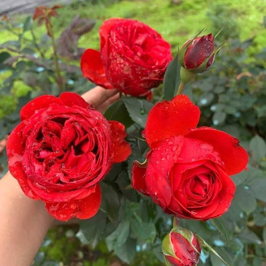 hoa hong red apple rose 6