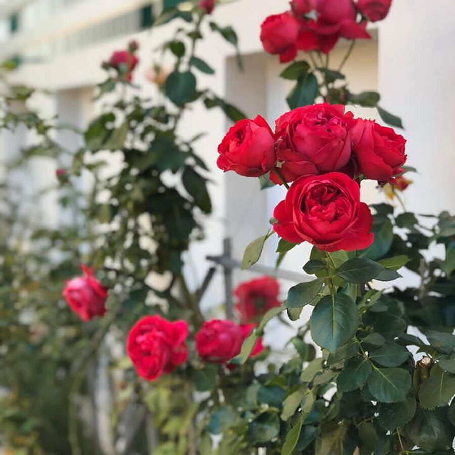 hoa hong red eden 210524100610 1