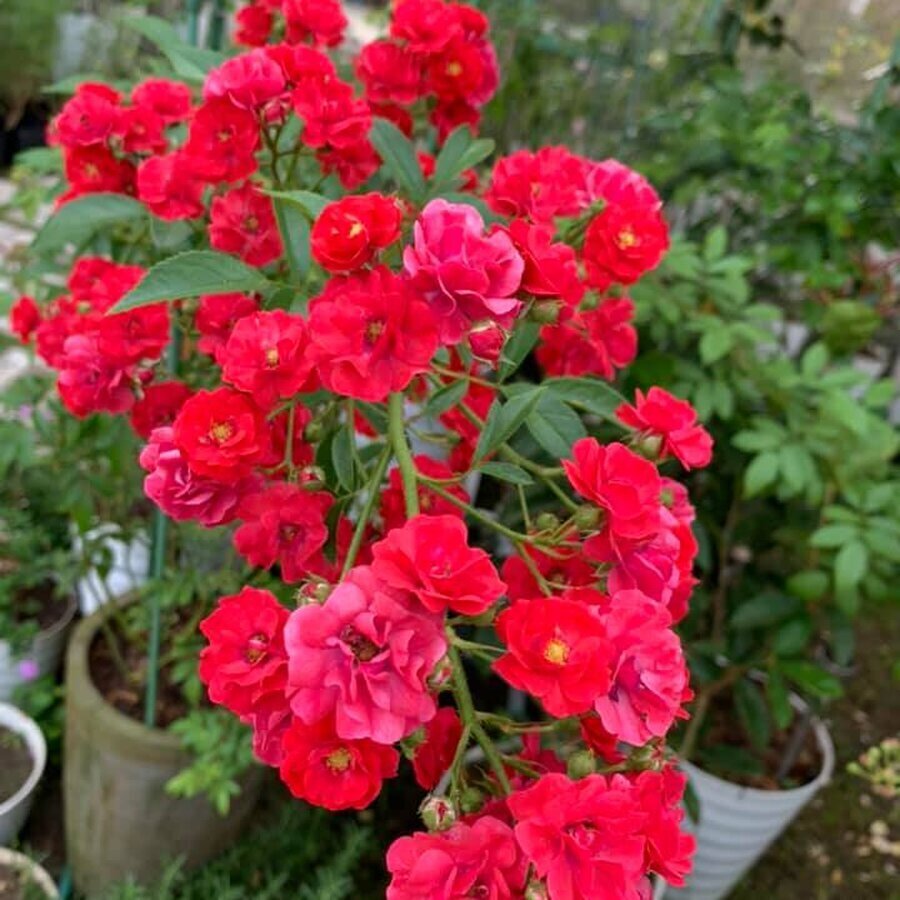 hoa hong red fairy rose 9