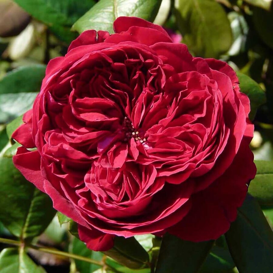 hoa hong rouge royale 1
