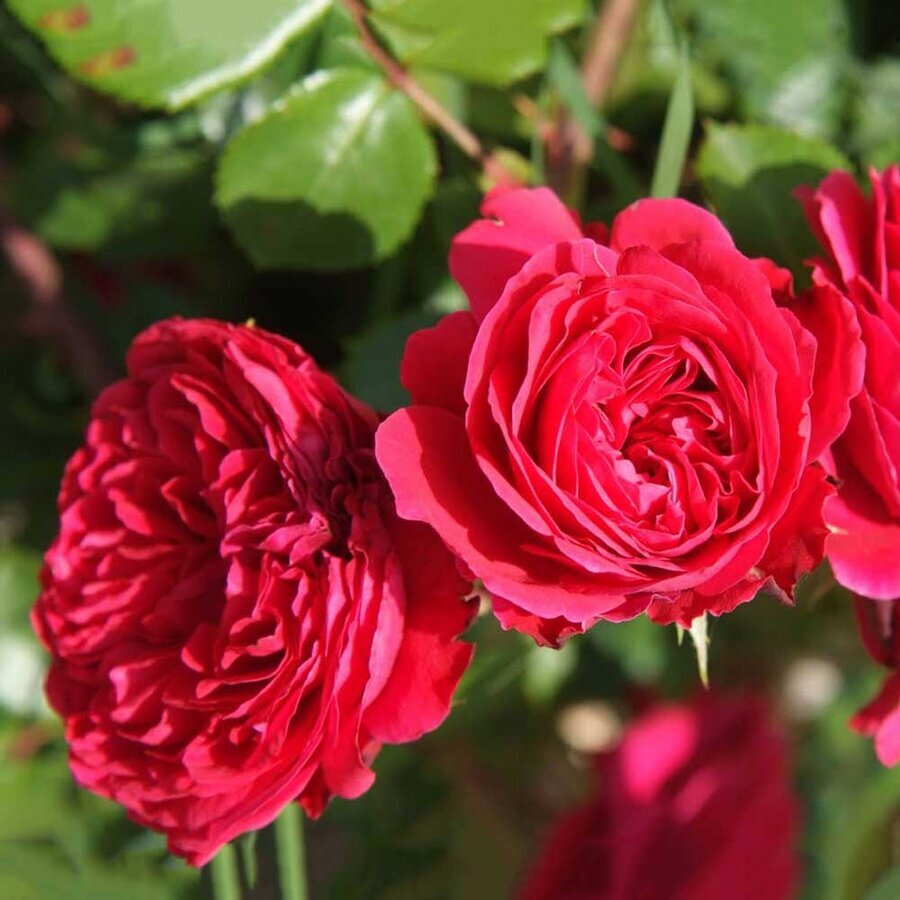 hoa hong rouge royale 2