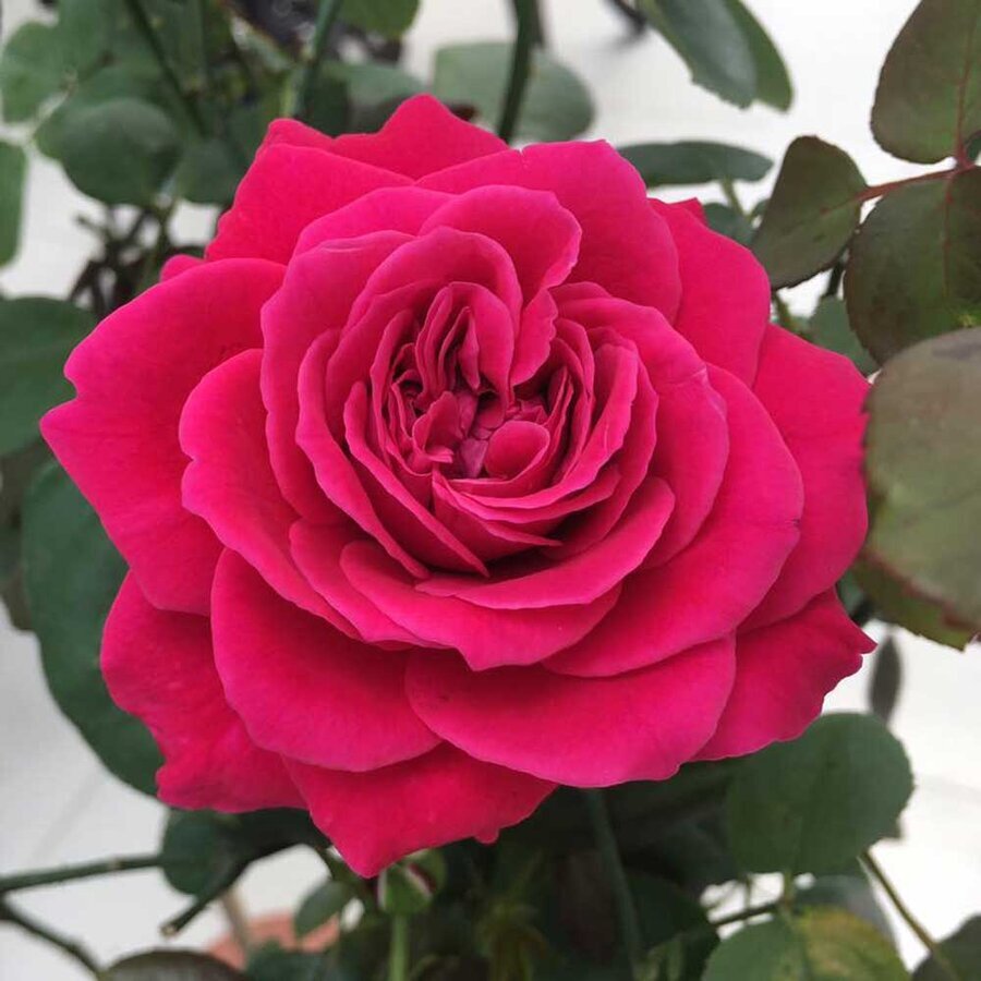 hoa hong rouge royale 3 1