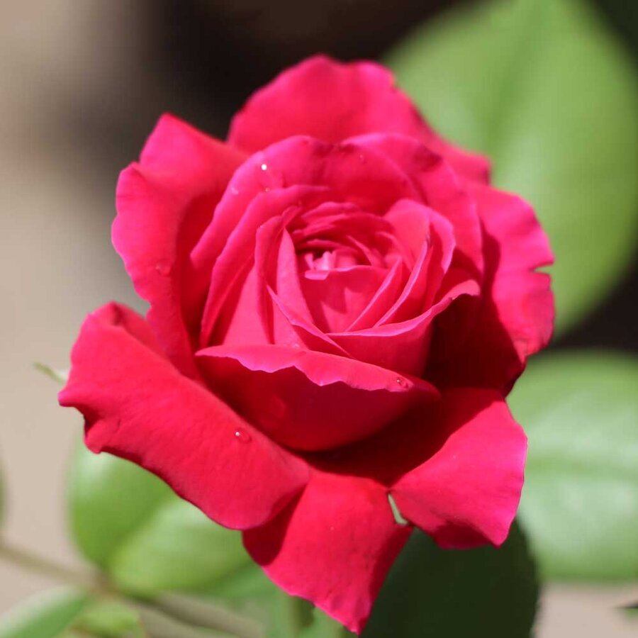 hoa hong rouge royale 4