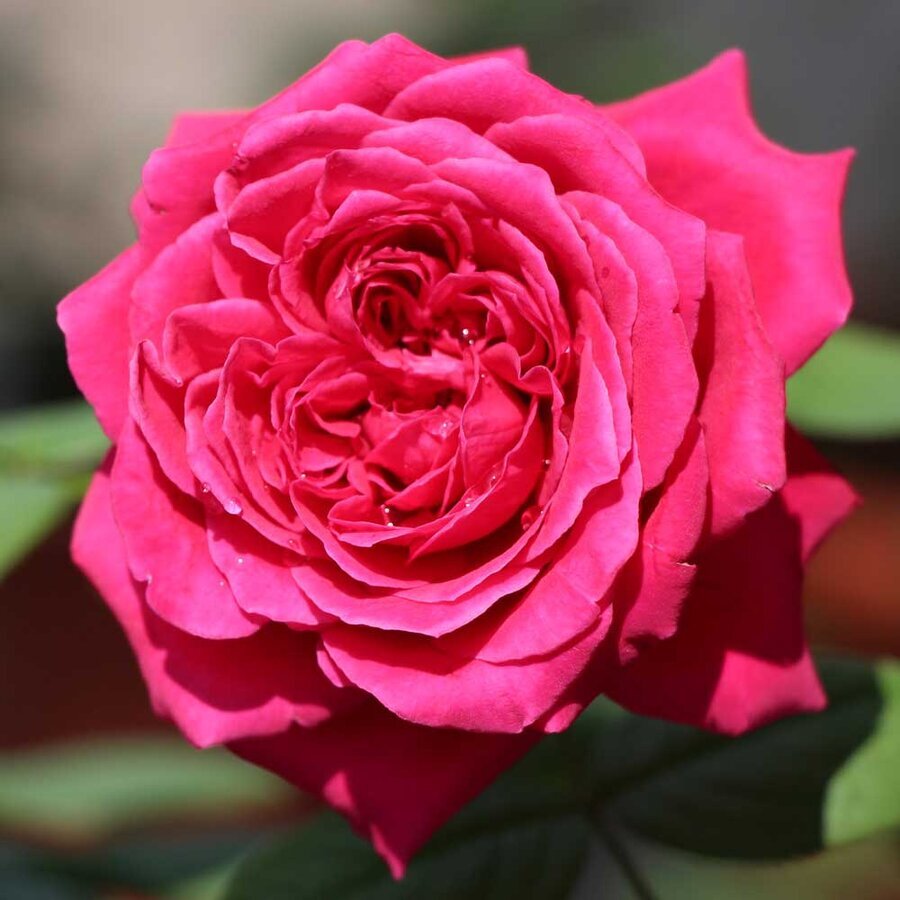 hoa hong rouge royale 5