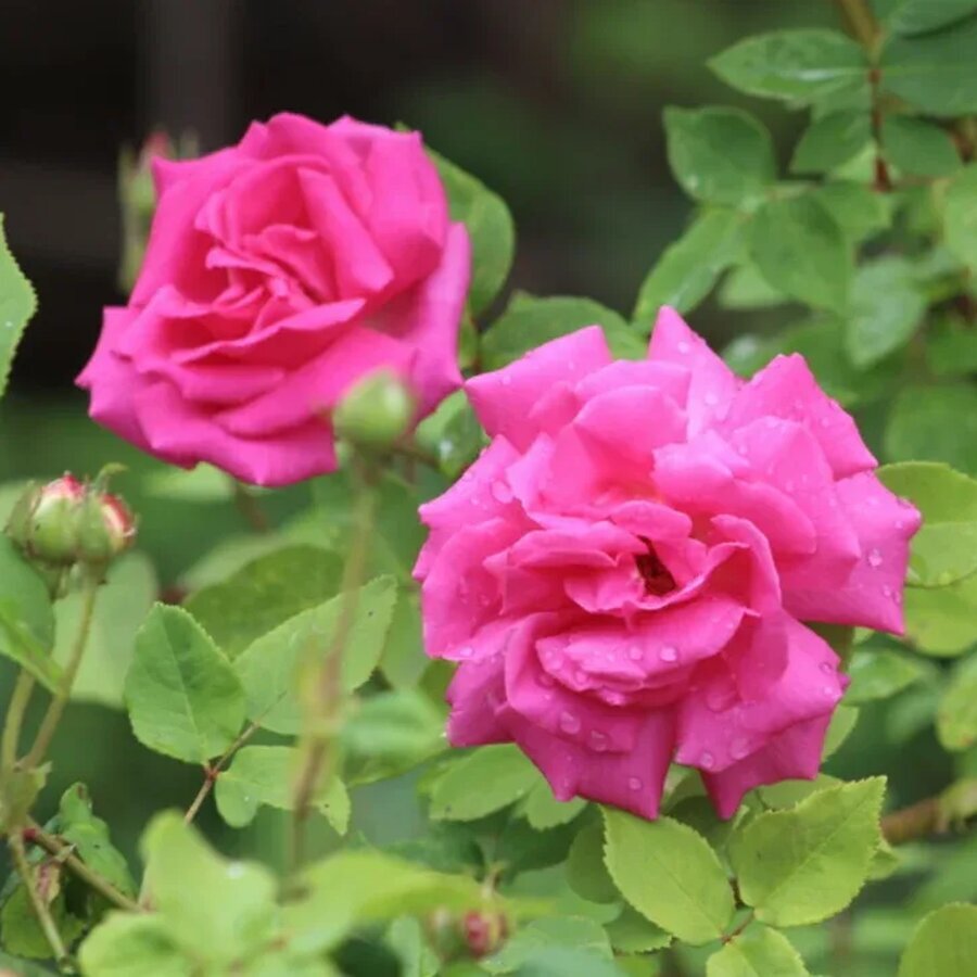 hoa hong zephirine drouhin rose5 66a36a3553921