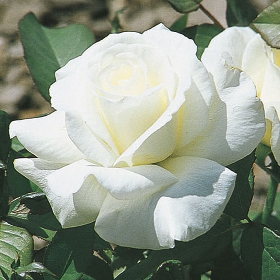 honor rose