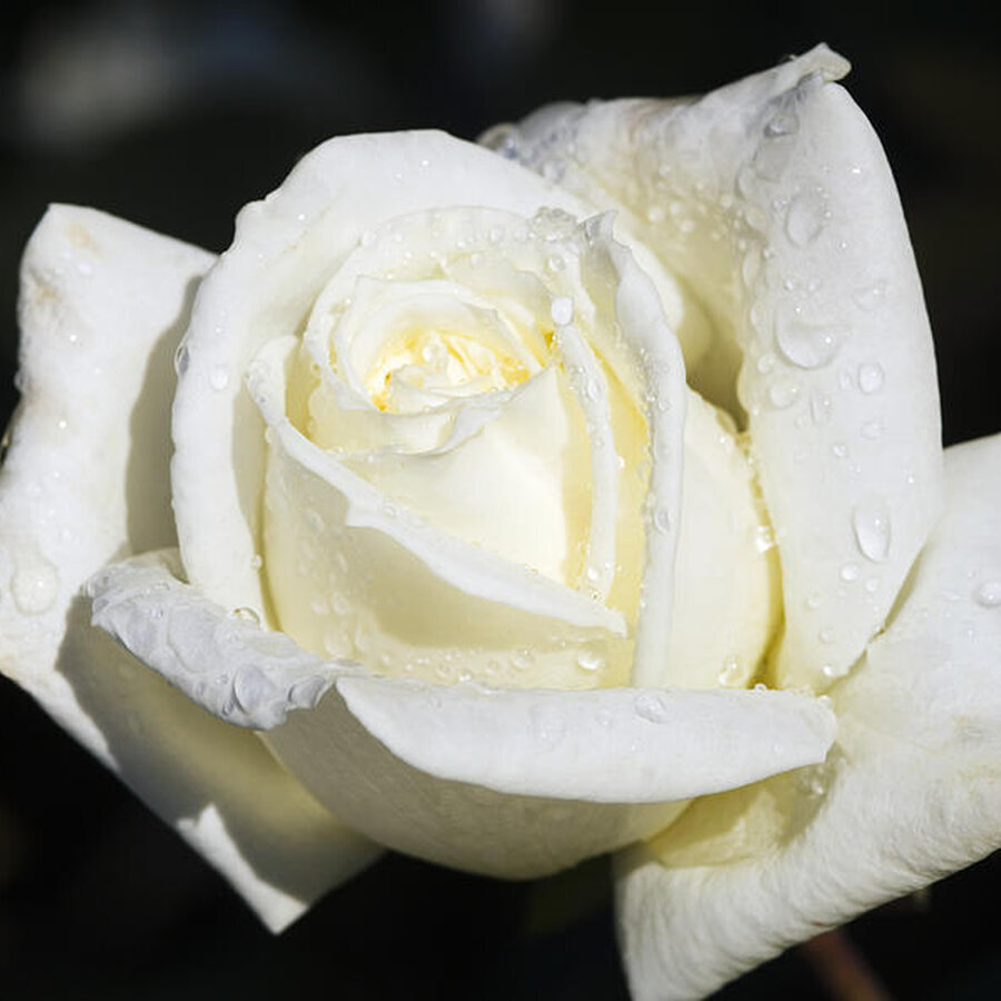 hybrid tea rose rosa polar star georgette douwma