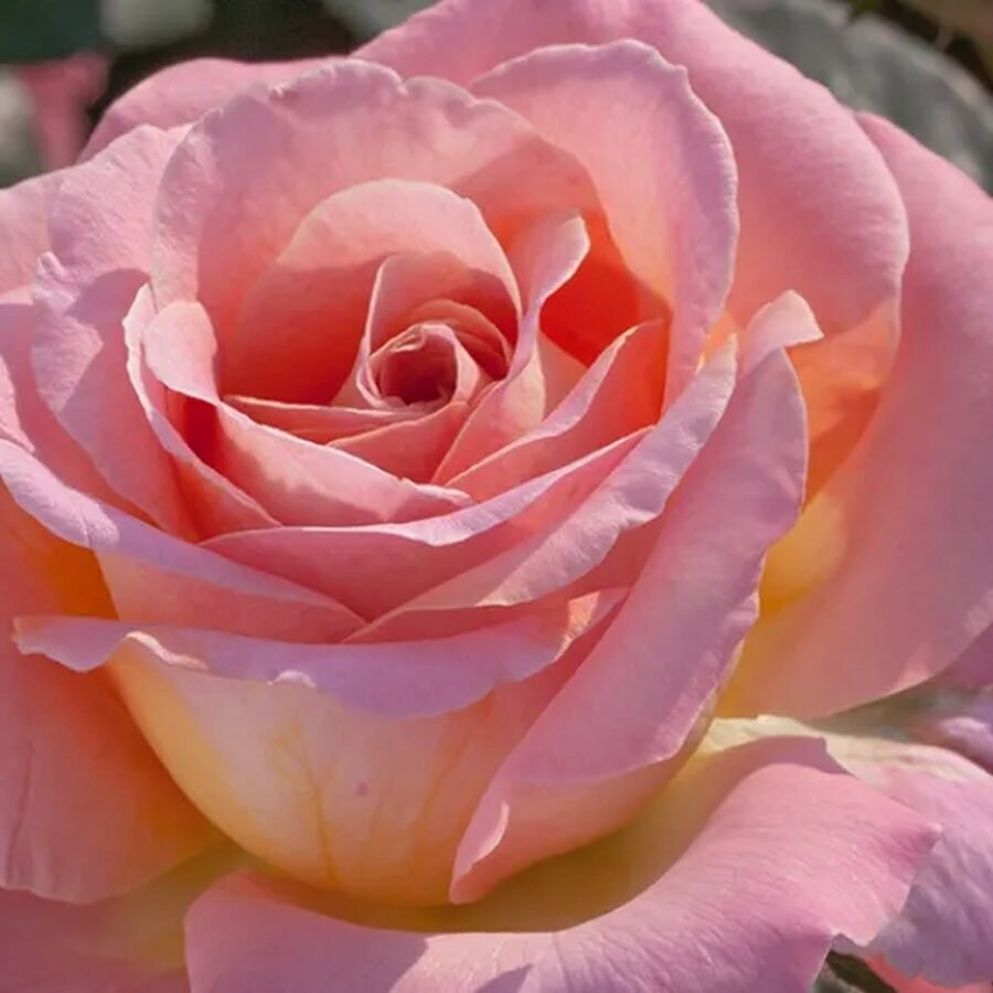 hybrid tea roses elle meibderos nen 12903