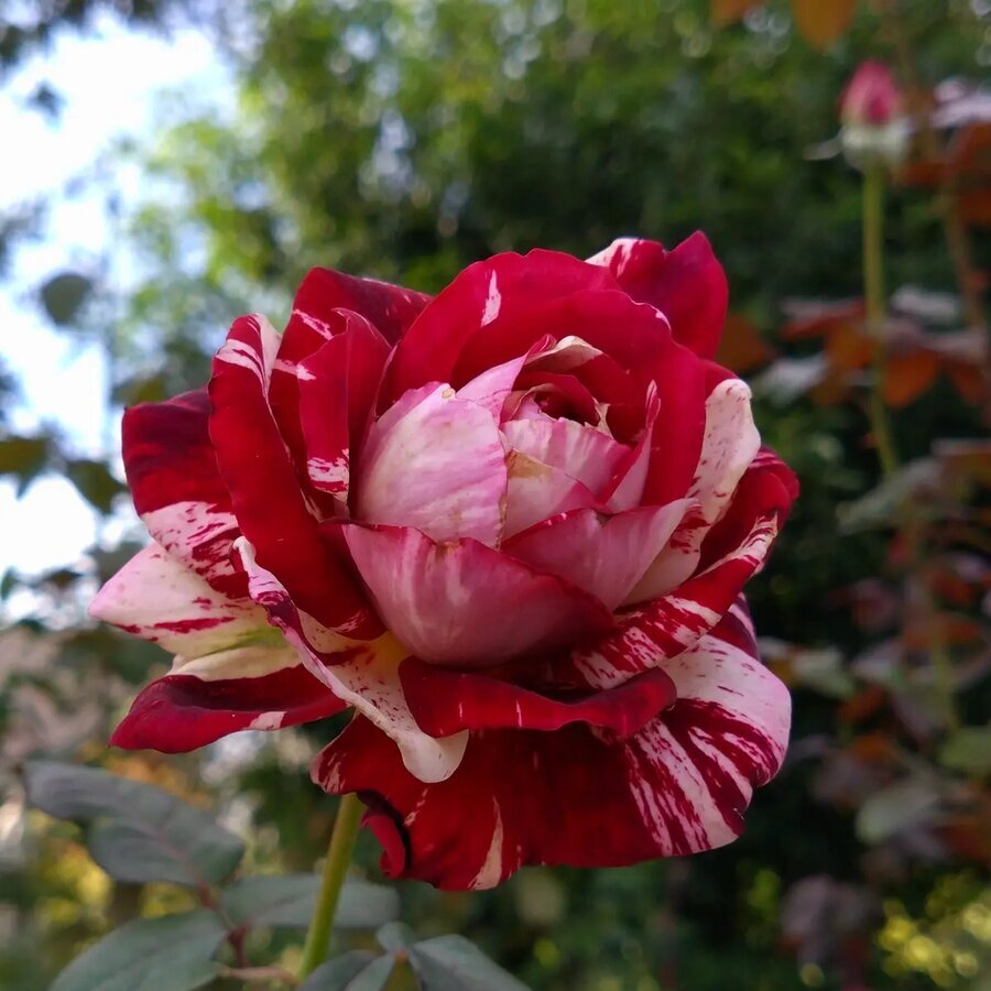 img cache a 72521 1 1730765713 jpg