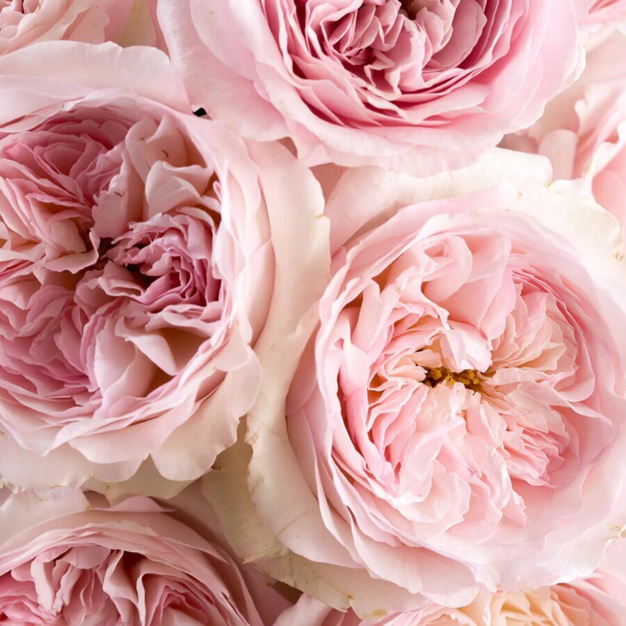 keira david austin rose bouquets full bloom