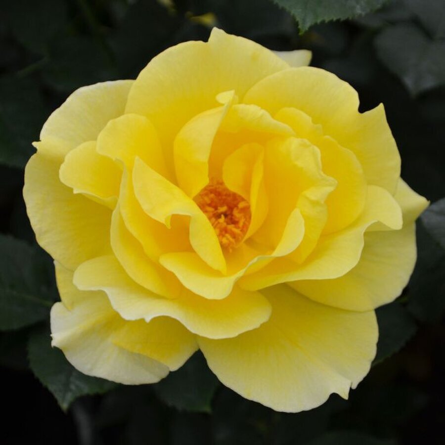 midas touch 4