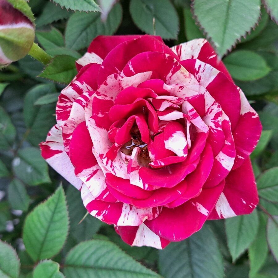 my henri matisse rose v0 9kuyljrexuwe1 scaled