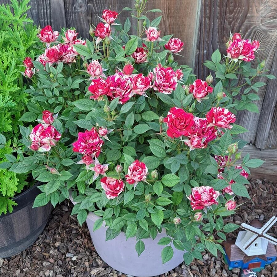 my henri matisse rose v0