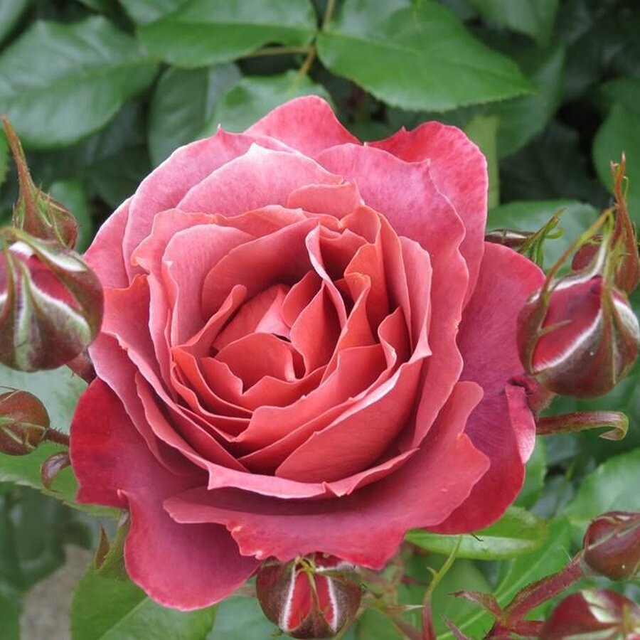 ob fb849d photo new zealand rose society kiwi