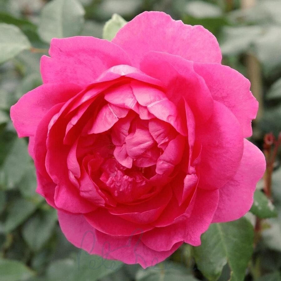 parade climbing rose p897 3046 image