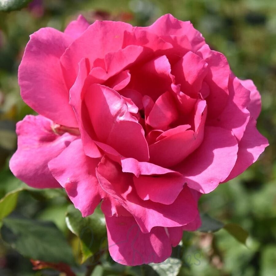 parade climbing rose p897 3047 image