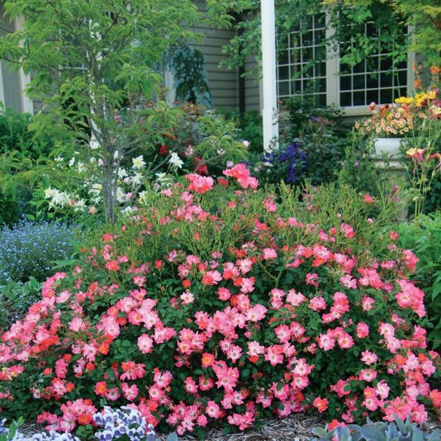 pink drift groundcover rose rose nature hills nursery quart container 4609458 grande