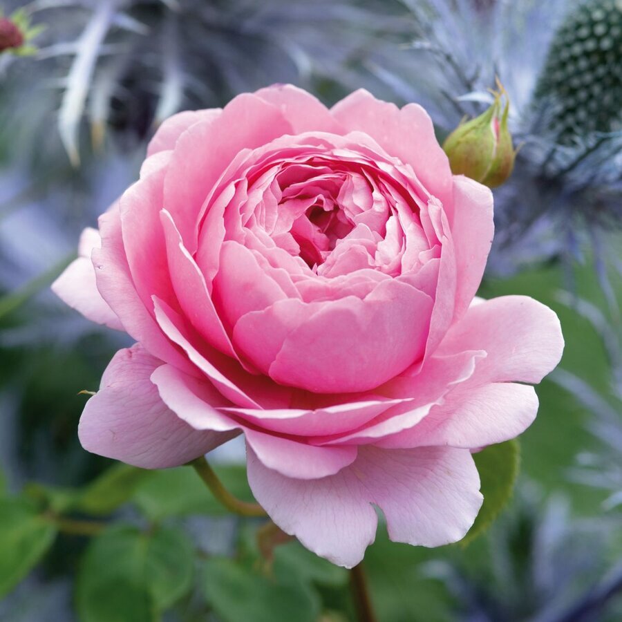 princess alexander of kent