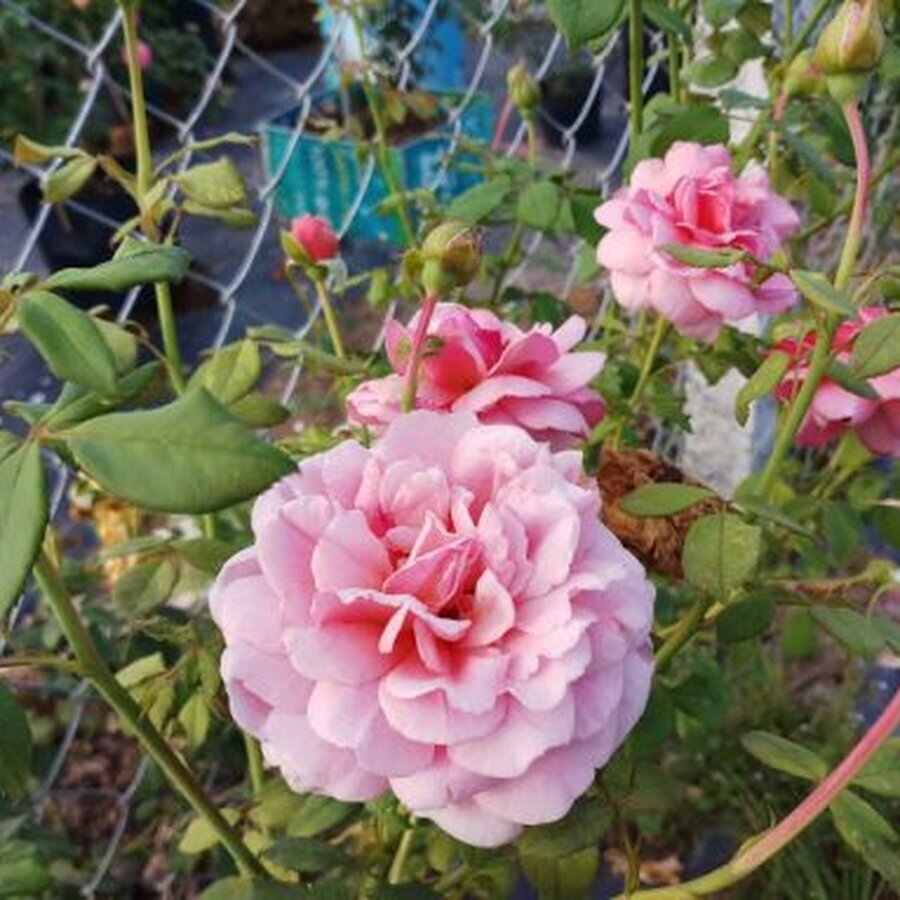 princess alexandra of kent 7 510x383 1