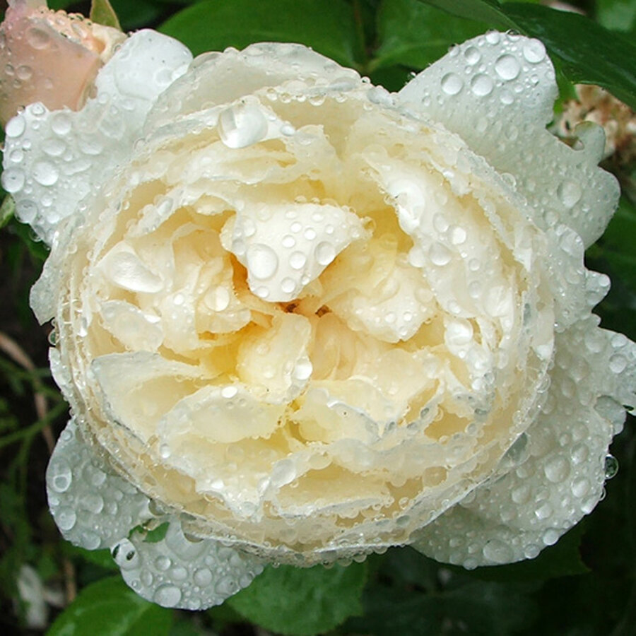 rainy glamis castle