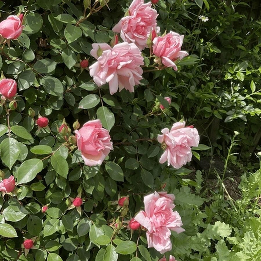 rosa albertine rambling hybrid rose 600nw 2467398483