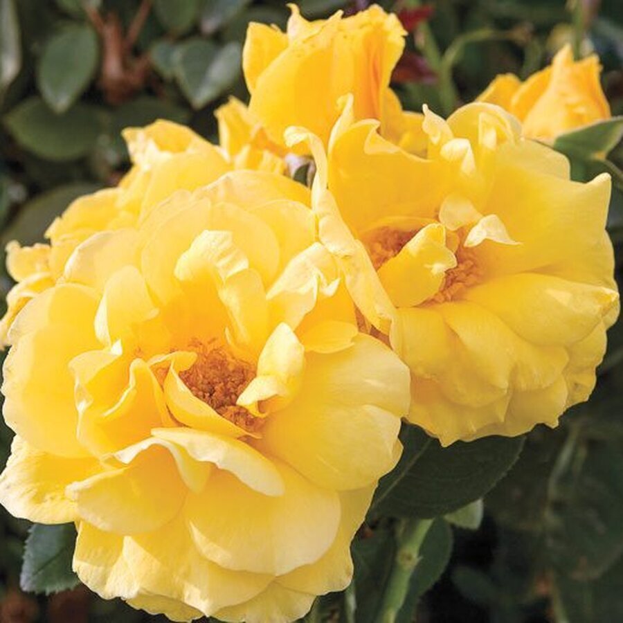 rosa midas touch 780x520 1